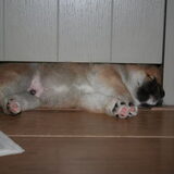 kodi's nestje 22-01-12