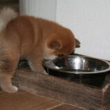 kodi's nestje 22-01-12