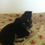 abby