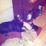 abby met lady samen aan het slapen