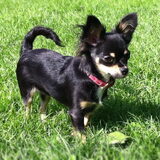 abby