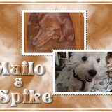 Mailo en Spike van Aïsha