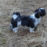 Foto van Helma en Balou