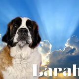 Larah bewerkt door Joni, Kenshi en Kodi, bedankt!
