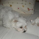 Quincy, echt een puppy nog, zo lief.