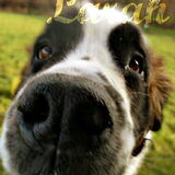 Larah