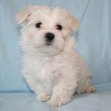 Quincy pup van 7 weken