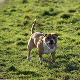 Foto van Carla & Macho