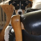 Toen Lizzie nog een puppy was:) (juni 2010)