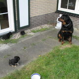 dappere pupjes waren het hoor