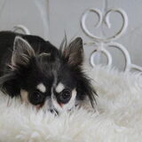 Luna, de Chihuahua van m'n dochter, echt een lieverd:)
