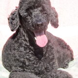 Dit is ons reutje Special Attraction Bono Boy, (Bono) hij is een…