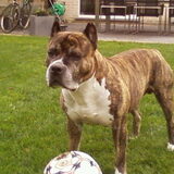 Foto van GIJS DANNY