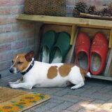 Flipke, chillen in de zon!