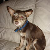 ruffo