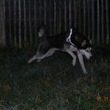 Wolfie