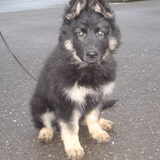 En dit is Ziva, onze laatste aanwinst. Ze is van 11-11-2011 (!) en we…