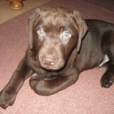 Dit is onze Milan, een bruine labradorpup van inmiddels 3,5 maand oud…