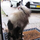 Foto van Amigo en K.C.