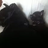 Opvang Bandit en Lilly