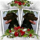 Foto van *Laycka en Lady*