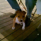 Stoere Bailey