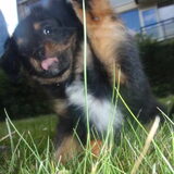 Hebbes :-)