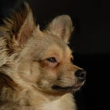 Foto van Ringo*