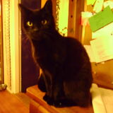 Kat II