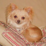 onze lieve fanna