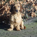 Kootje