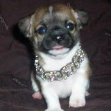 Baby nacho!