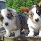 Cardigan Welsh Corgi pups Blue Merle