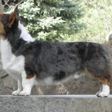 Cardigan Welsh Corgi Blue Merle