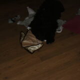 buddy speelt 2