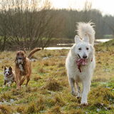 Foto van Hetty & Skipper