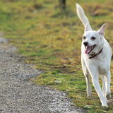 Foto van Hetty & Skipper