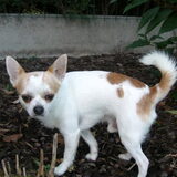 Gucci mijn 2 jarige chihuahua is op 17januari 2012 overleden na…