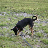 baco in het park