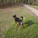 baco ziet een andere hond in de verte