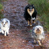 Foto van ~*Sammy Ft Jady Ft Bailey Ft Dusty*~