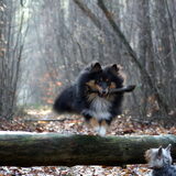 Foto van ~*Sammy Ft Jady Ft Bailey Ft Dusty*~