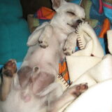 Foto van ~Saartje & de chihuahua roedel ~