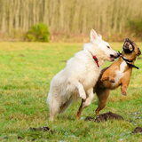 Foto van Hetty & Skipper