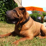 DIT IS JEFKE ,DE LIEFSTE VAN AL DE HONDEN, DIE WE AL GEHAD HEBBEN .