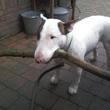 Bink met een grote stok