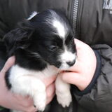 Eerste foto van Wappi