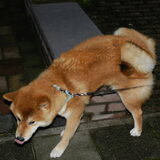 Kenshi :)