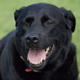 onze labrador laika