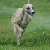 Coursing